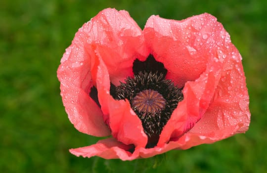 Opium poppy an early summer dream