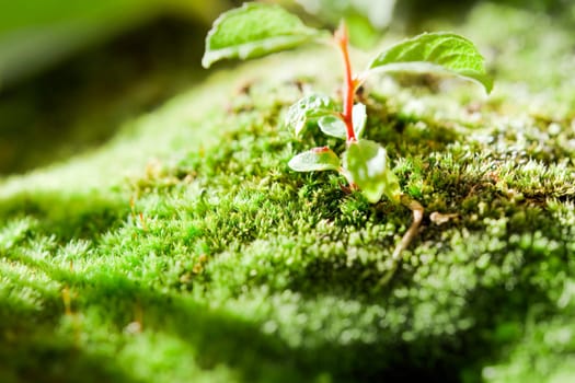 A twig grows in the moss