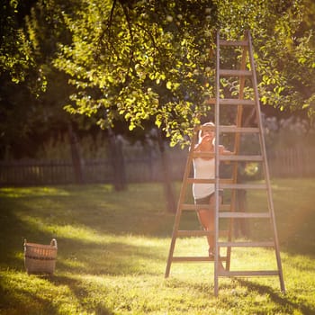 Young woman up picking apples from an apple tree on a lovely sunny summer day