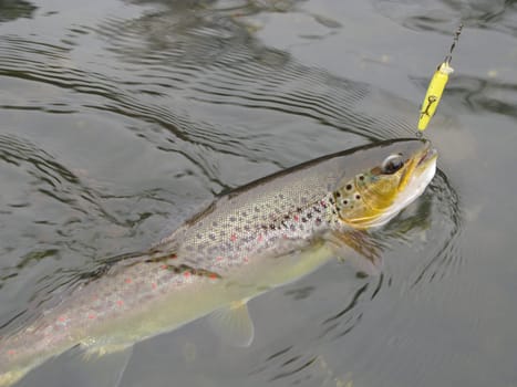 Fishing
