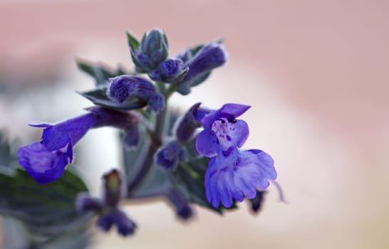 Catnip [Nepeta x faassenii]