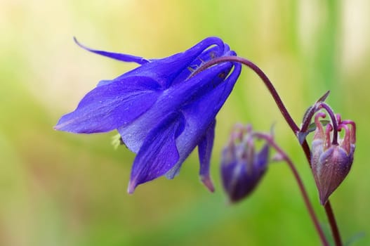 Common columbine