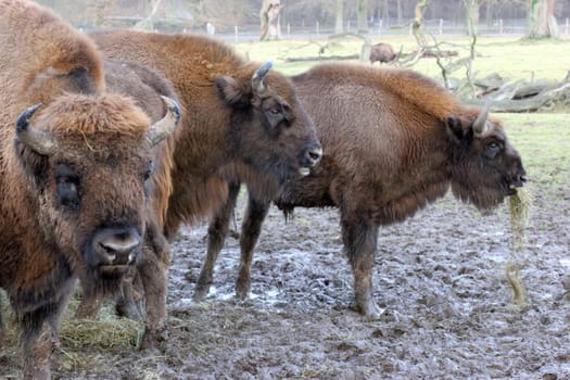 Three bison at Sababurg Zoo