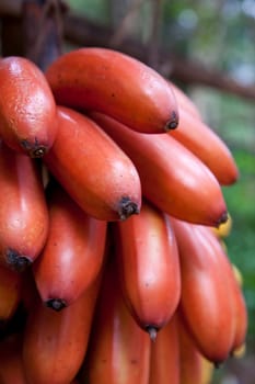 A bunch of ripe reddish bananas for sale on a market stall in Siem Riep in Cambodia