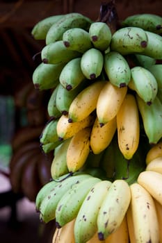 A cluster of ripening bananas or plantains for sale on a fruit stand in Siem Riep, Cambodia.