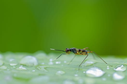 insect on green leaf