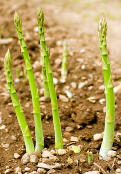 fresh green asparagus growing on the garden