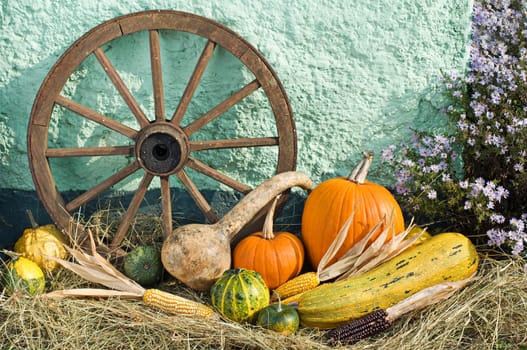 Autumn pumpkins still life close up shoot