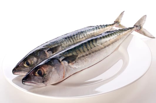 Fresh raw mackerel on white plate close up