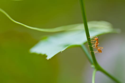 ant on green plant