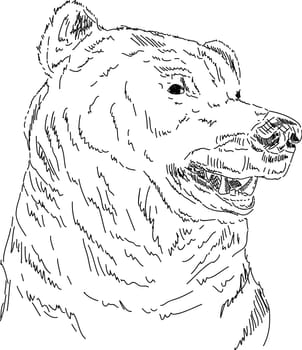 vector - hand draw portrait of Grizzly bear