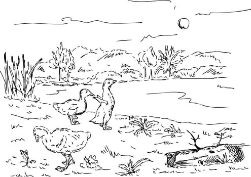vector - goslings at the pond , hand draw