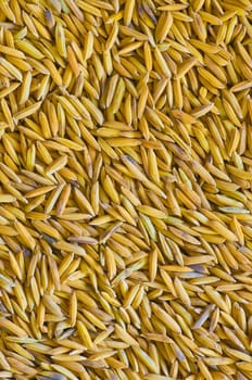 paddy seeds background
