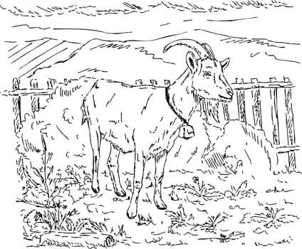 vector - goat in the garden, hand draw