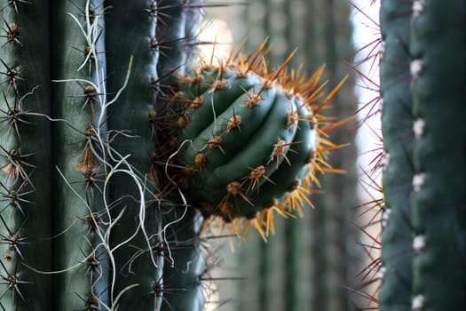 Echinopsis chiloensis