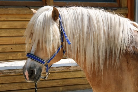 Blonde riding in South Tyrol