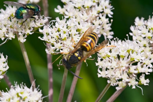 Close-up of a fly and a wasp on white flowers