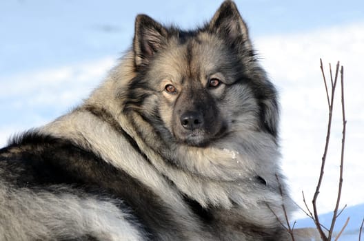 A dog is lying in the snow
