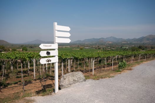 landscape of grape farm