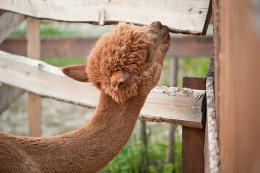 Brown alpaca nibble on wooden tiles of a fence