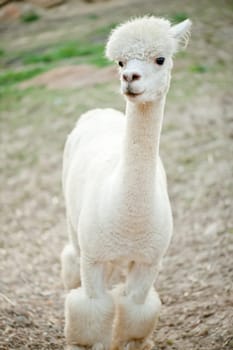 Single white sheared Alpaka standing in the meadow