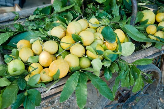 Decorative wooden barrow full with fresh lemons