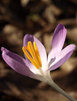 Crocus