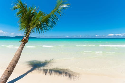single palm tree hanging over a white beach with clear blue water