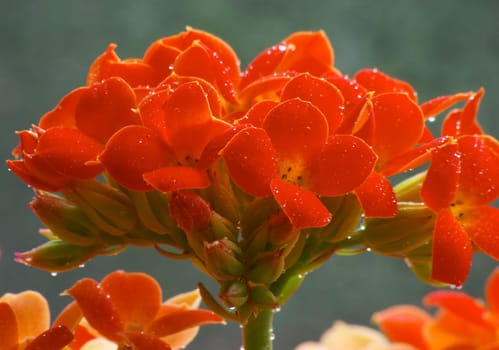 Flowers of red kalanchoe, macro