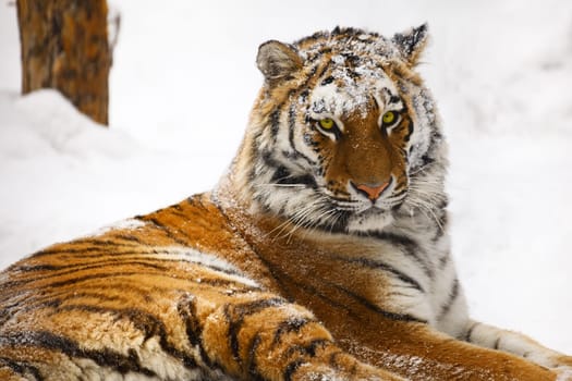 Young tiger portrait. Novosibirsk ZOO