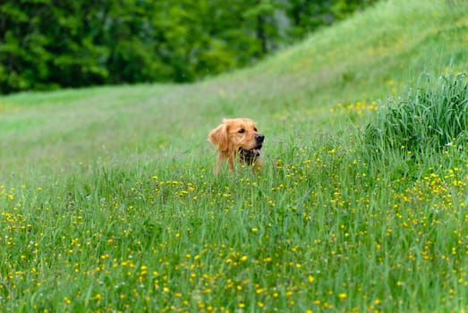face of a golden retriever dog in the grass