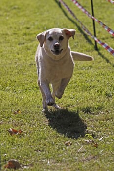 Retriever at a dog race
