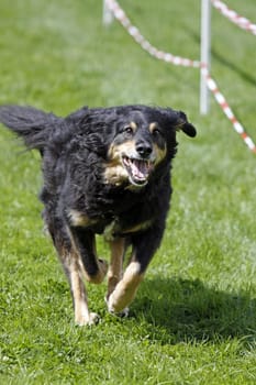 Running mixed breed dog at a dog race