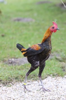 Gamecock