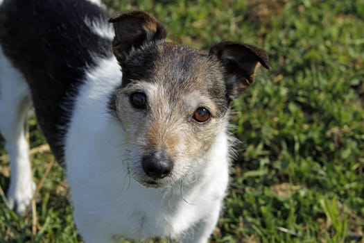 Jack Russell Terrier