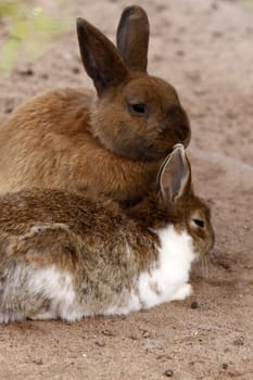 Two Rabbits