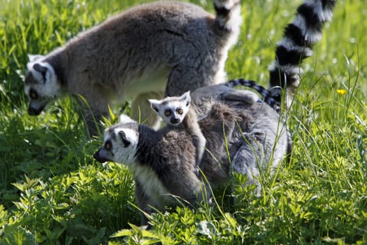 Ring-tailed lemur family