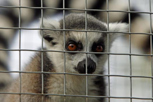 Ring-tailed lemur behind bars