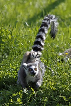 Ring-tailed lemur family