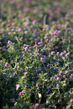 Clover meadow