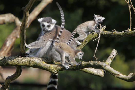 Ring-tailed lemur family