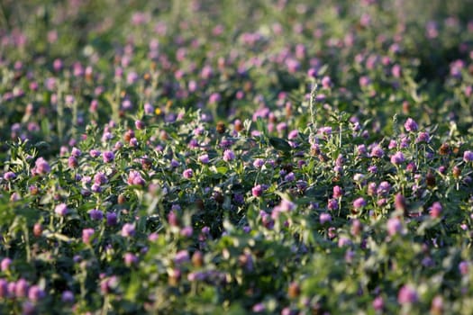 Clover meadow