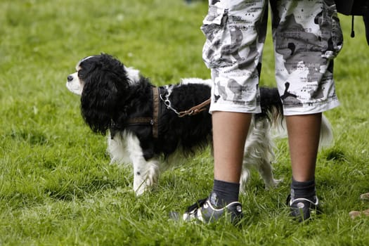 King Charles Spaniel