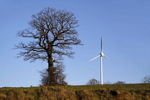 Pedunculate oak with pinwheel