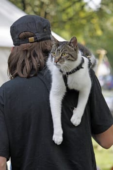 Cat on her master's shoulder