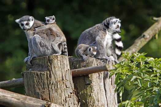 Ring-tailed lemur family
