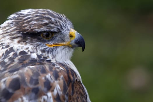 King's rough-legged buzzard