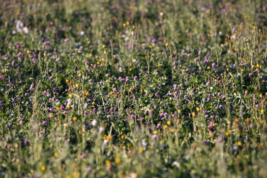 Clover meadow