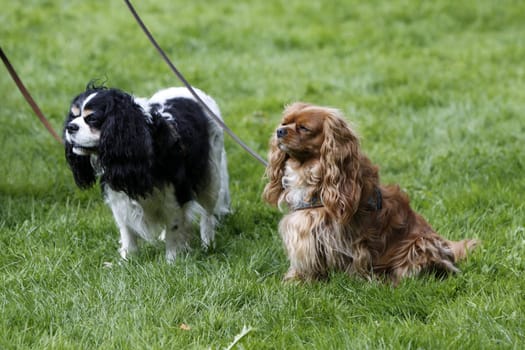 King Charles Spaniel