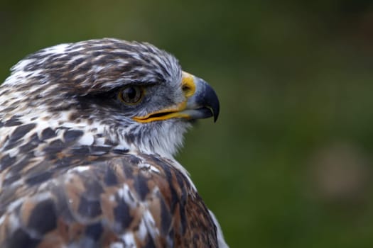 King's rough-legged buzzard